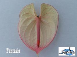 ANTHURIUM FANTASIA X16.
